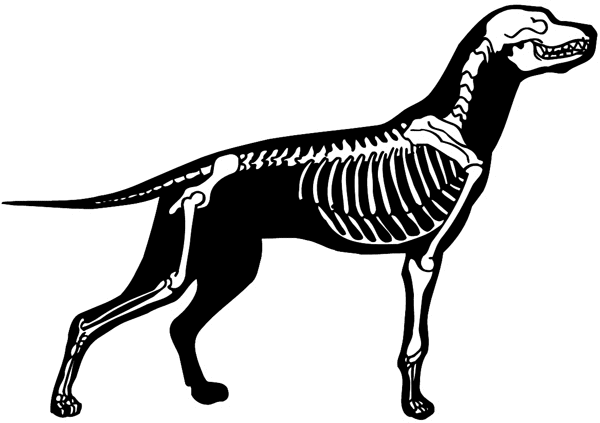 Hunting dog skeleton vinyl sticker. Customize on line.     Animals Insects Fish Dog Skeleton 004-0772  